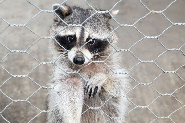 Olympia Wildlife Removal