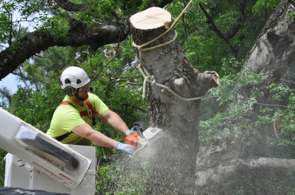 Olympia Tree Trimming